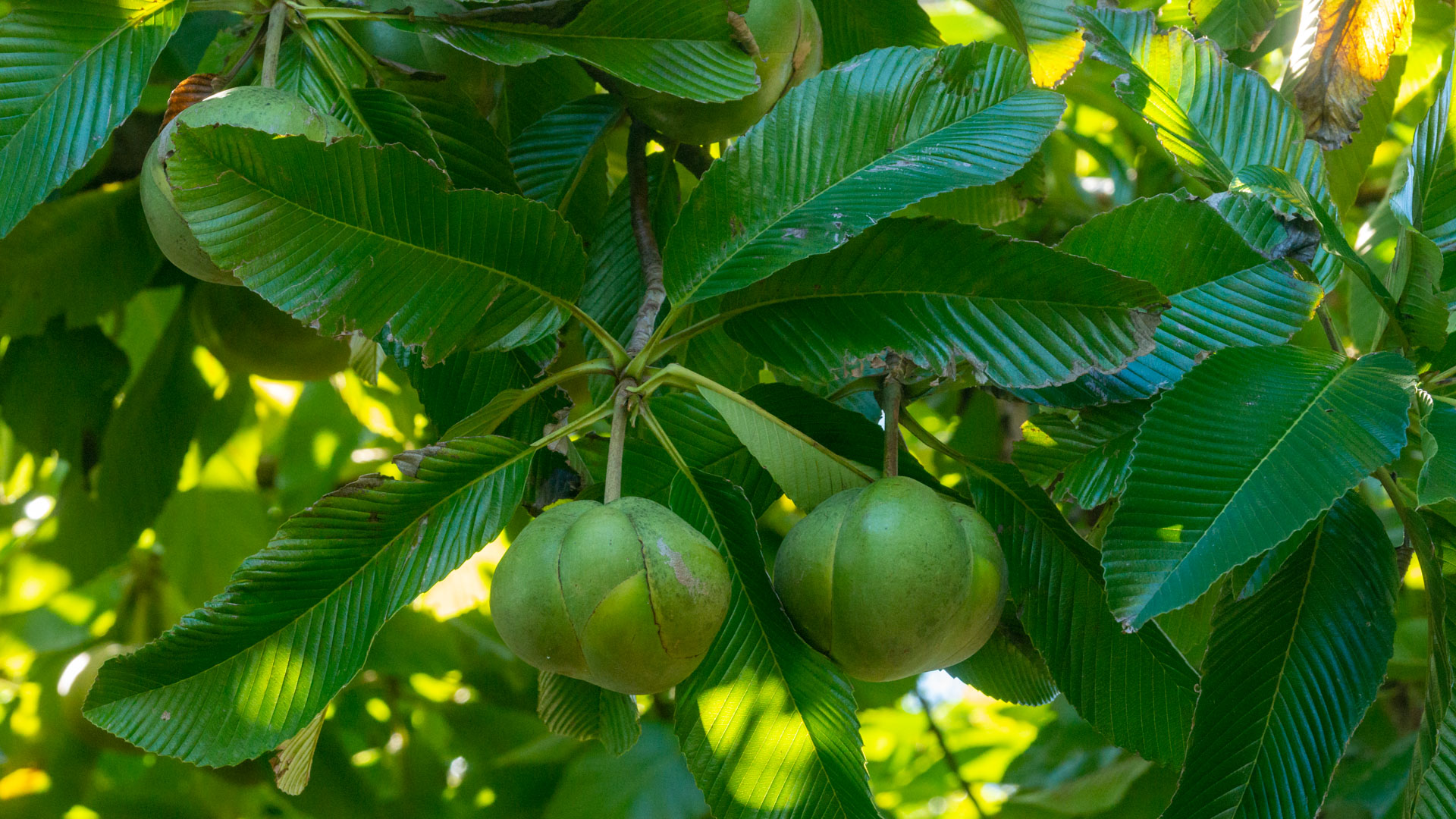 Darwin - Bicentennial Park